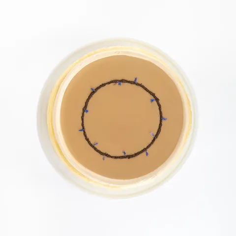 A top-down shot of a Lady M Earl Grey Mille Crêpes on top a white cake stand.