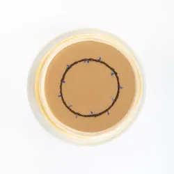 A top-down shot of a Lady M Earl Grey Mille Crêpes on top a white cake stand.