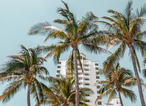A low-angle view looking up at tall palm trees with green fronds against a clear, light turquoise sky, framing a white multi-story building in the background.